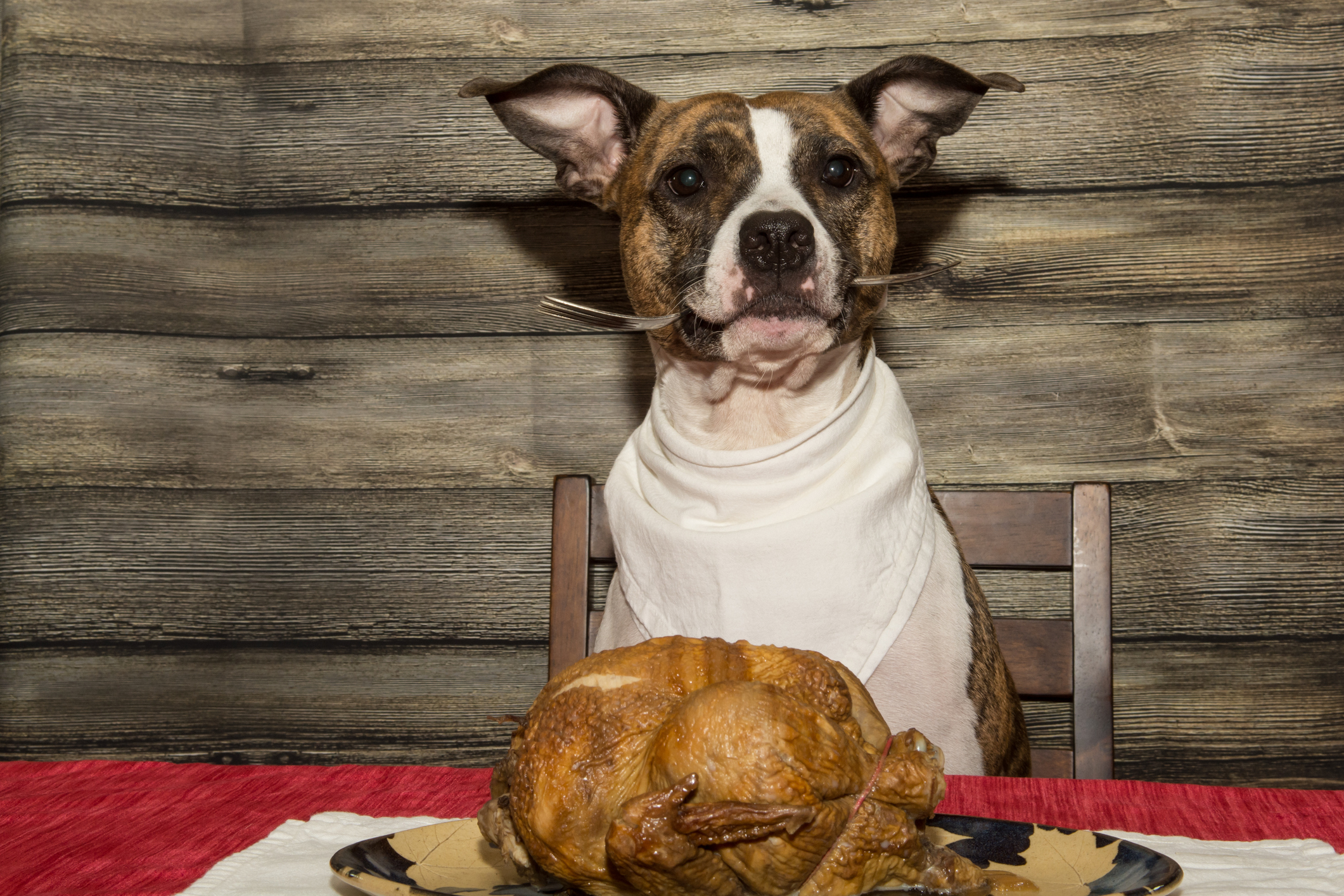 Begging for the Holiday Feast