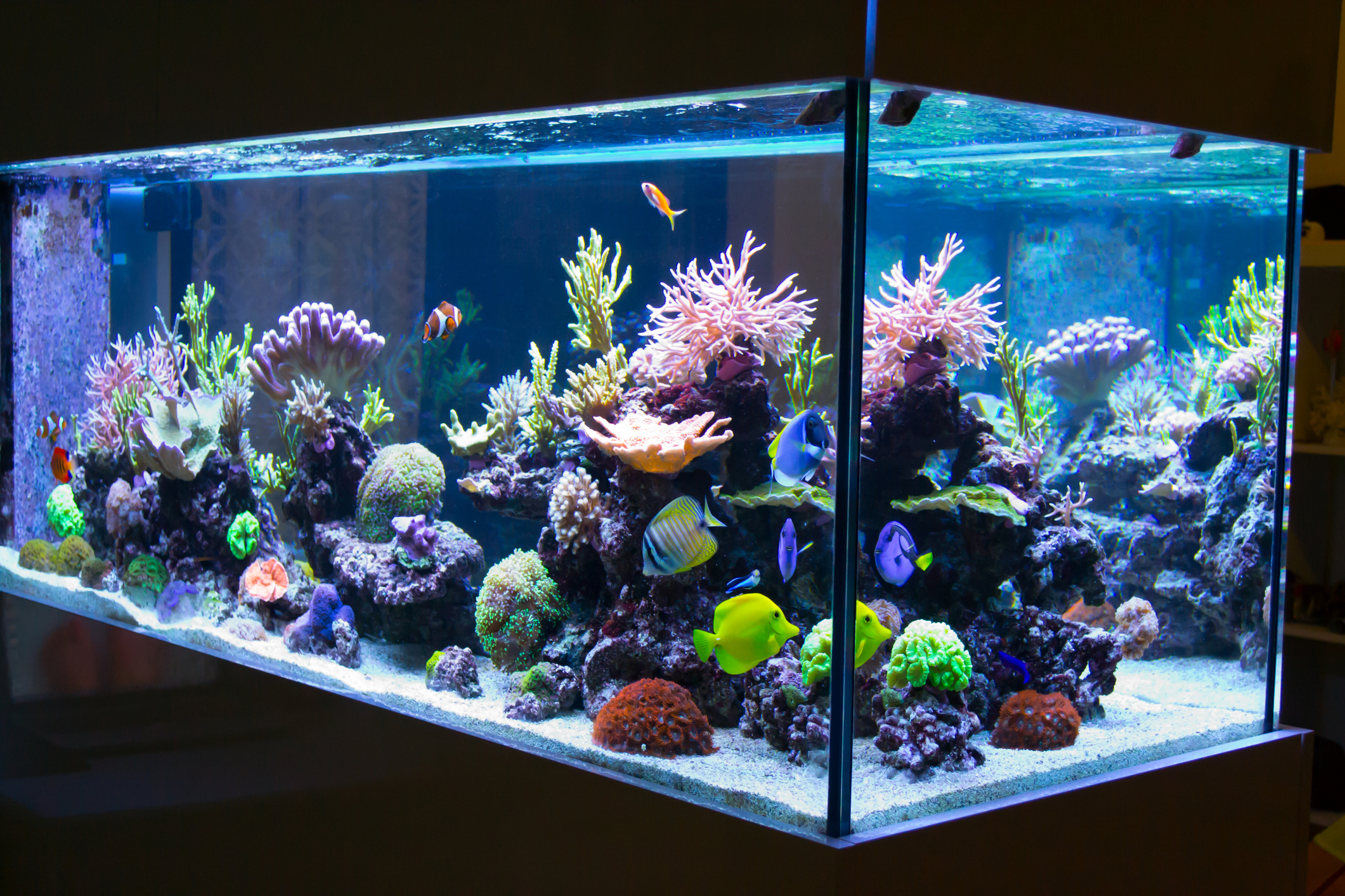 Reef aquarium Reef aquarium