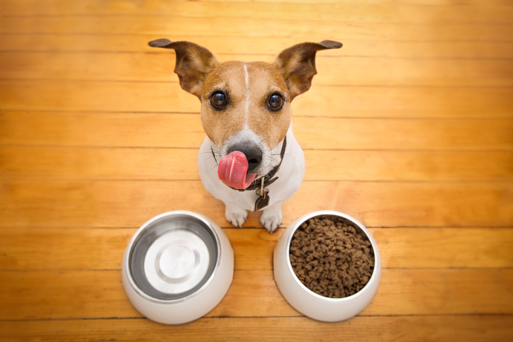 hungry dog bowl