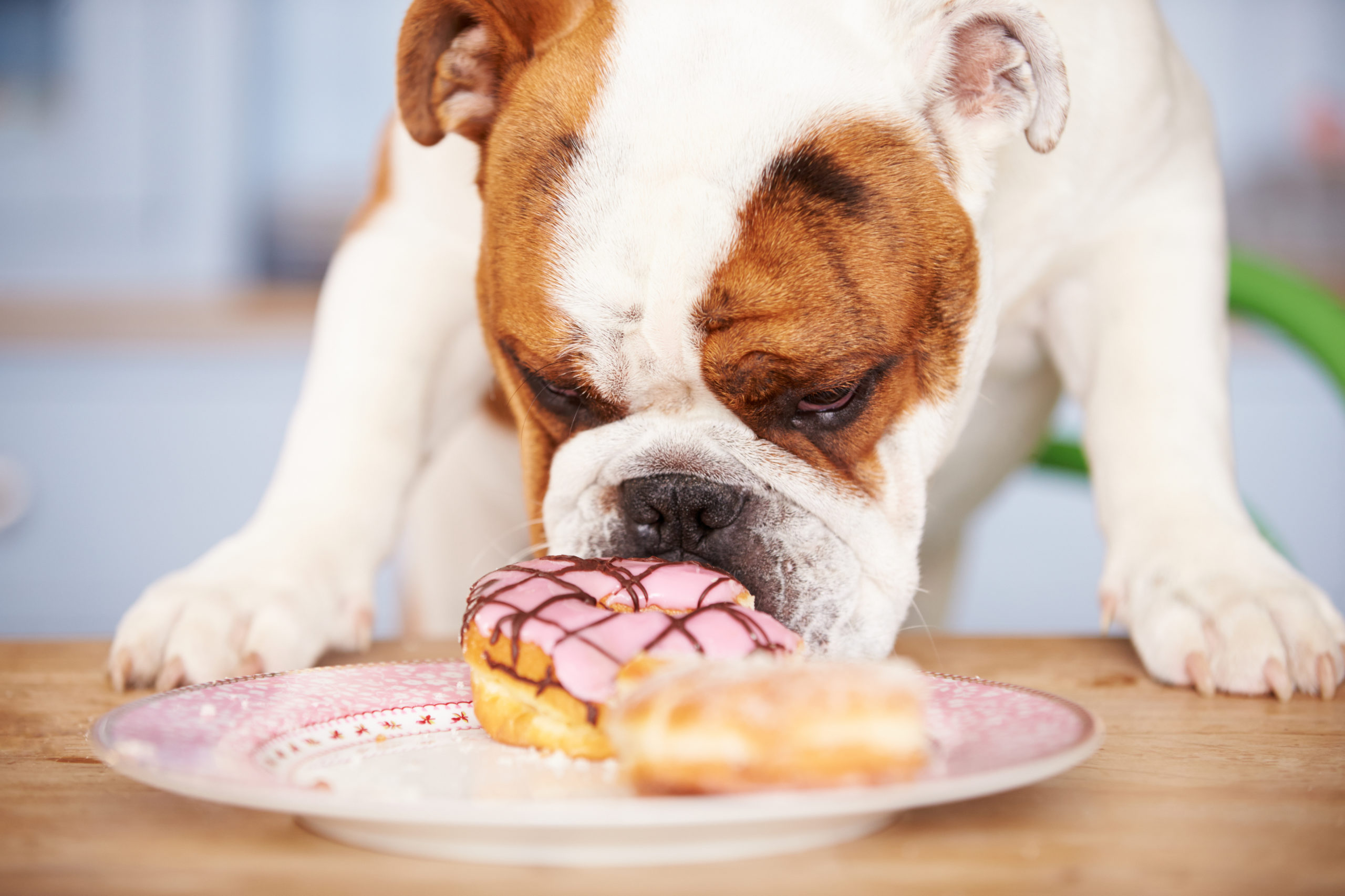 Sad Looking British Bulldog Tempted By Plate Of Cakes